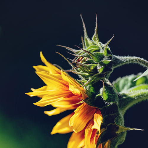 Sunflower at Sunset