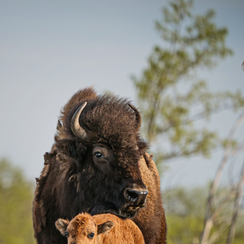 Safe With Mom