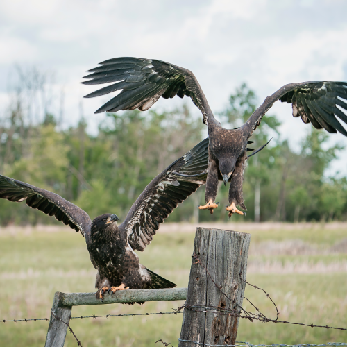Newley Fledged
