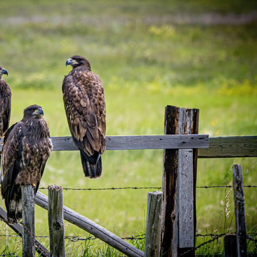 Three Bald Eagle Fledglings