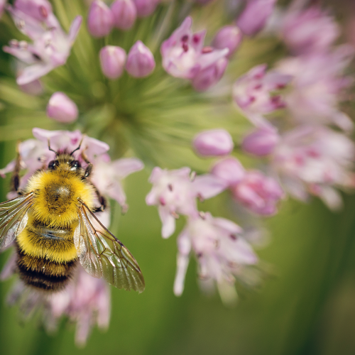 Bee on Chive blossom