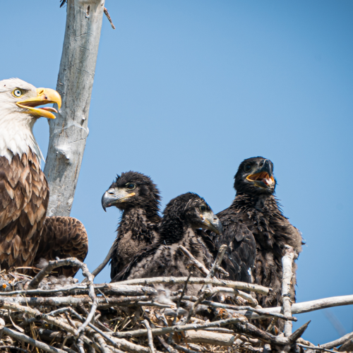 Three Eaglets & Mom