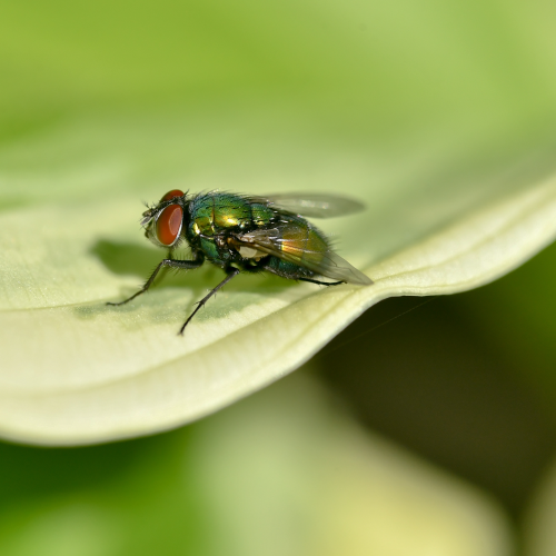 Calliphorid on Hosta