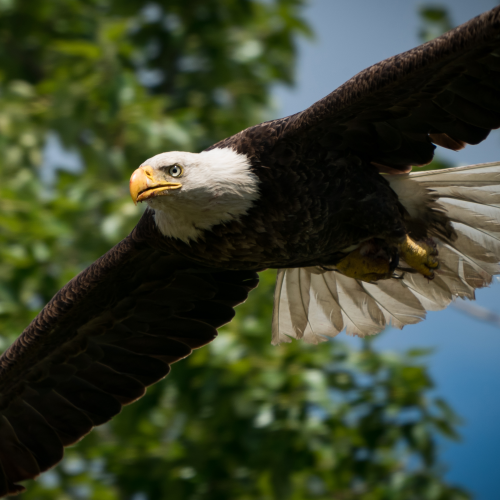 Eye of the Eagle