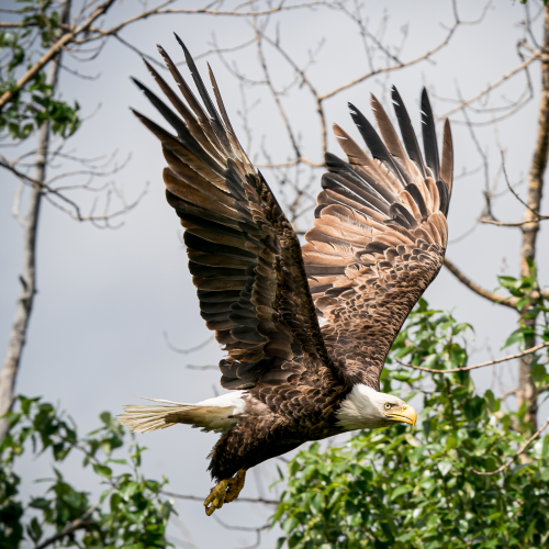 On a Wing and a Prayer