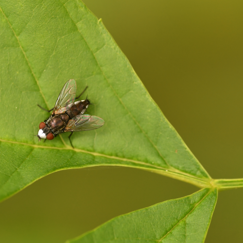 White-Faced Fly (Metopia argyrocephala)