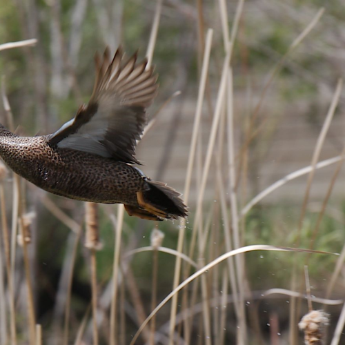 Male Blue Winged Teal