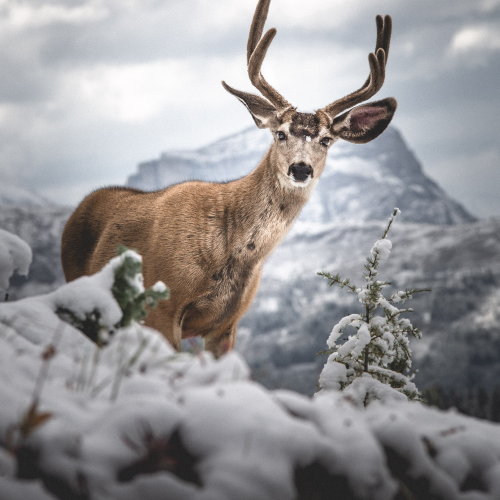 Sunshine Deer