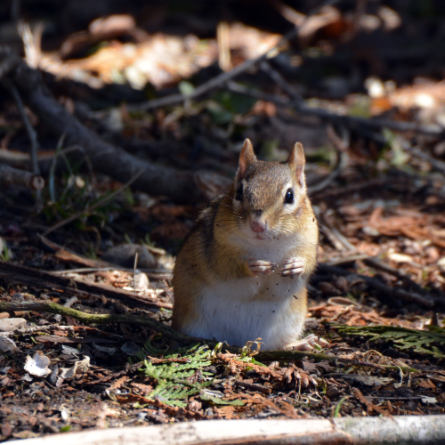 Chipmunk