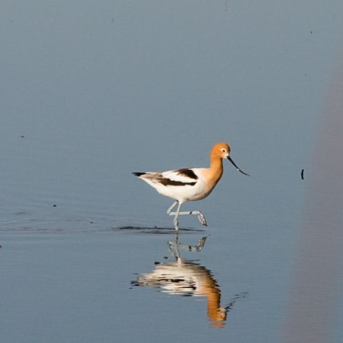 American Avocet
