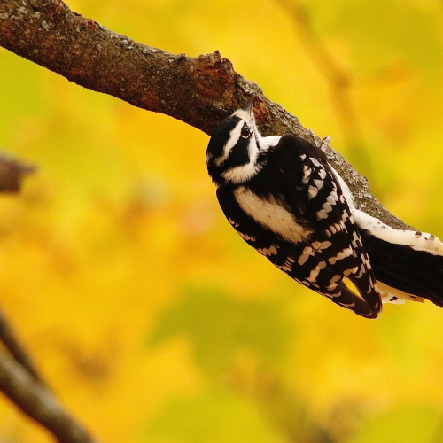 Downy Woodpecker