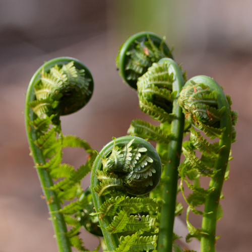Fiddleheads