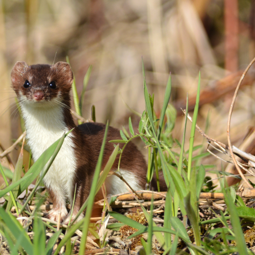 Least Weasel