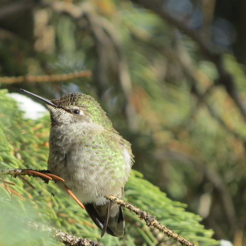 Evergreen Hummingbird