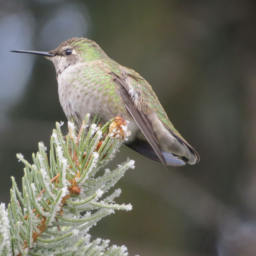 Frosty Hummingbird
