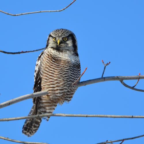 Northern Hawk Owl