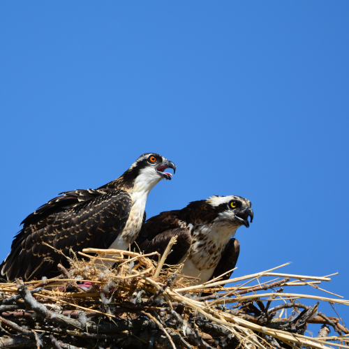 Hungry Osprey 