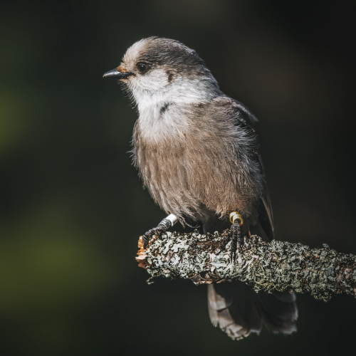 Canada Jay