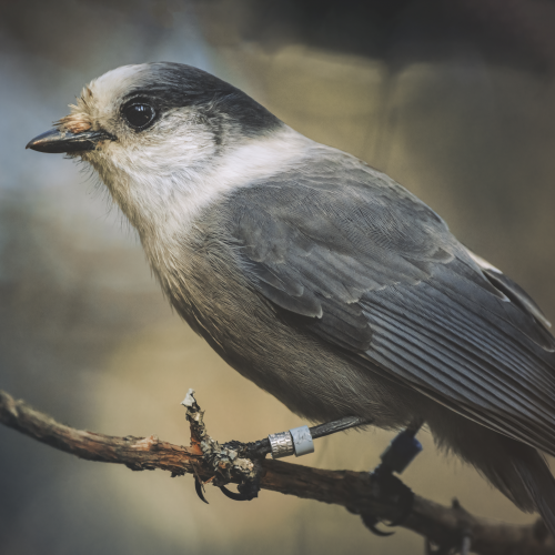 Canada Jay