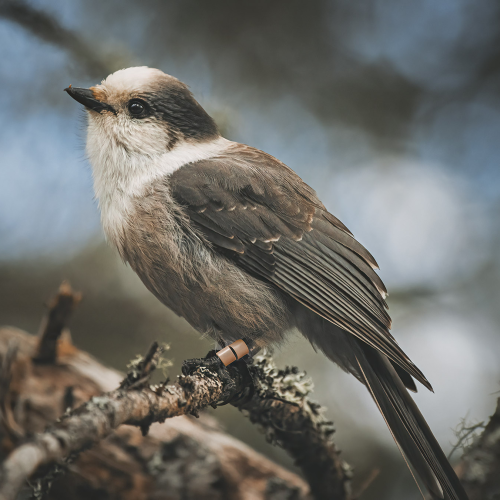 Canada Jay