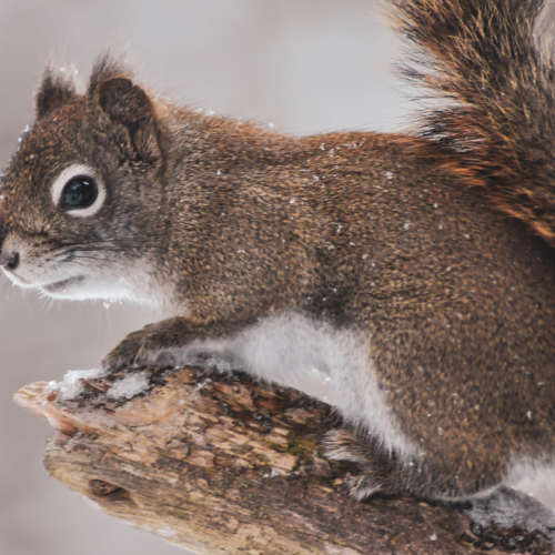 Snowy Squirrel 