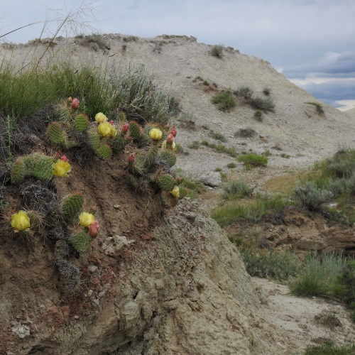 A Cactus Calls This Home