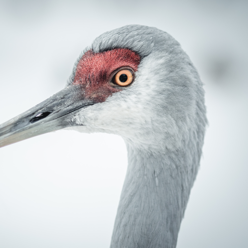 Sandhill Crane