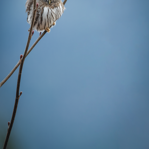 Owl on Stilts