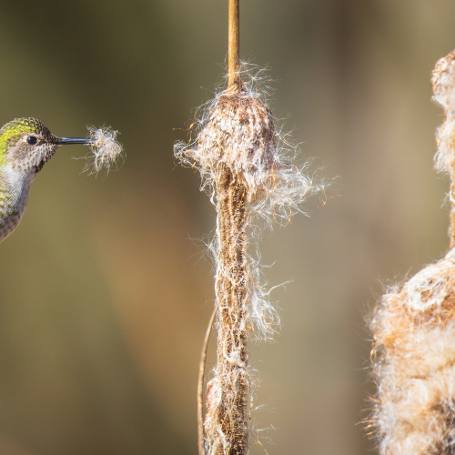 Cotton Gathering