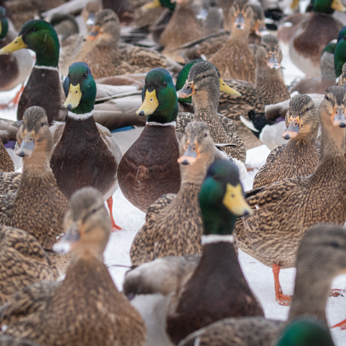 Ducks