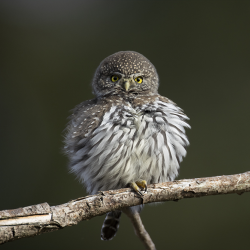 All Ruffled
