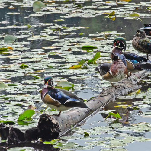 Morning Rituals - Preening and Grooming Time