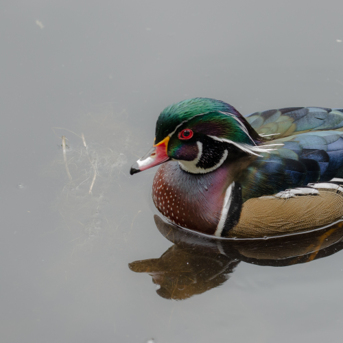 Wood Duck Portrait