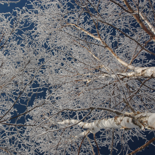 Frosted Birches