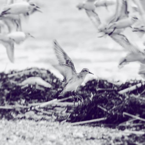 Out Hiking With My Two Children -  Semipalmated Sandpipers Arriving All Around Us.