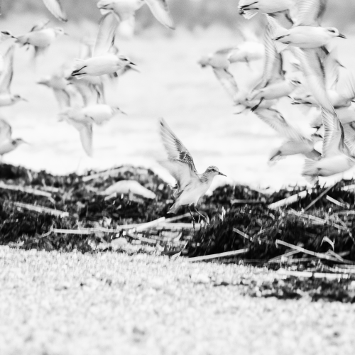 Out Hiking With My Two Children - Semipalmated Sandpipers (full image) Arriving All Around Us.