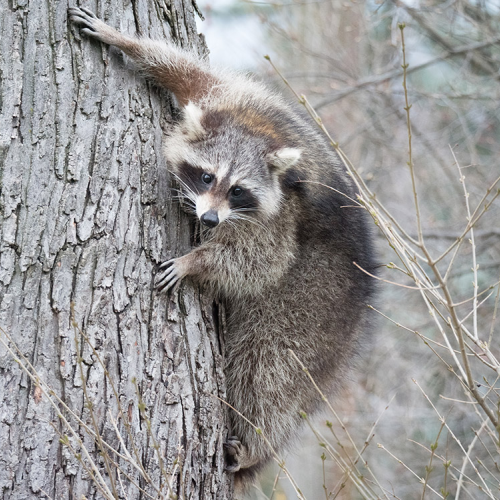 Curious Raccoon
