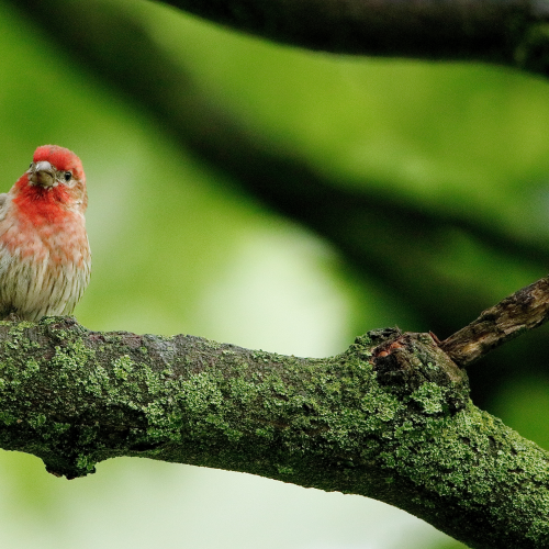 House Finch