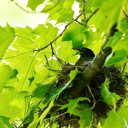 Robin On A Nest