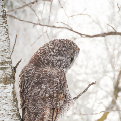 Provincial Bird of Manitoba