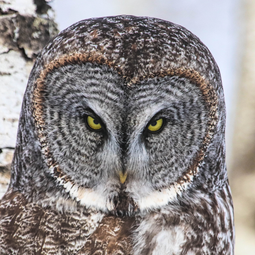 The Eyes Have It