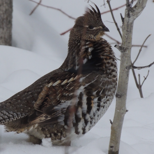 Winter Grouse