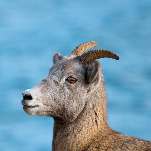 Rocky Mountain Bighorn Sheep