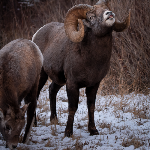 Alberta's Provincial Mammal