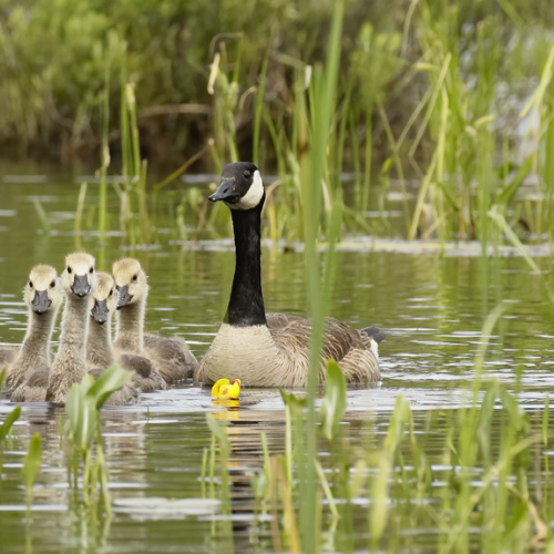 Family Portrait