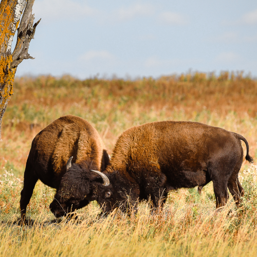 Elk Island National Park