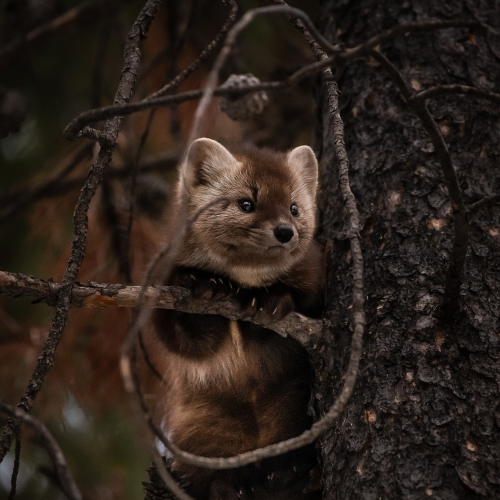 Pine Marten Baby Pine Marten
