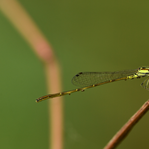 Damselfly