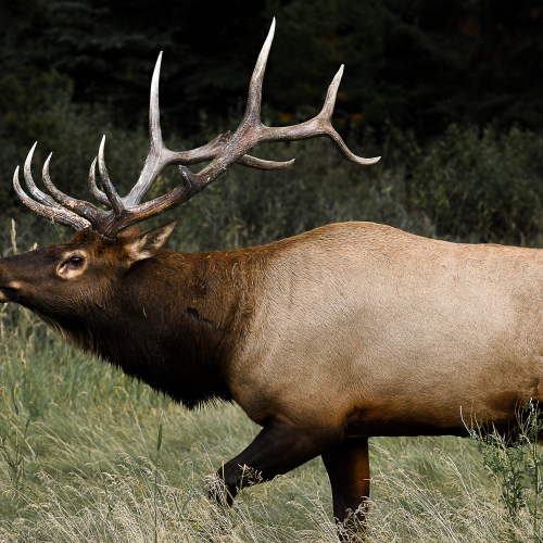 Alberta Bull Elk