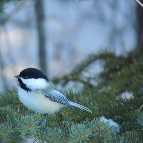 Cheeky Chickadee
